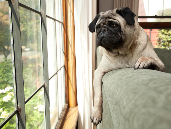 Fido’s Fate: Pet Custody in a New Jersey Divorce